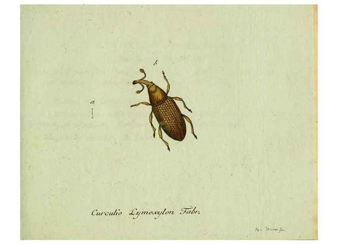 Reproducción/Reproduction 36204322802: Favnae insectorvm Germanicae initia, oder, Deutschlands Insecten /. Nürnberg :In den Felseckerschen Buchhandlung,1796-1813.