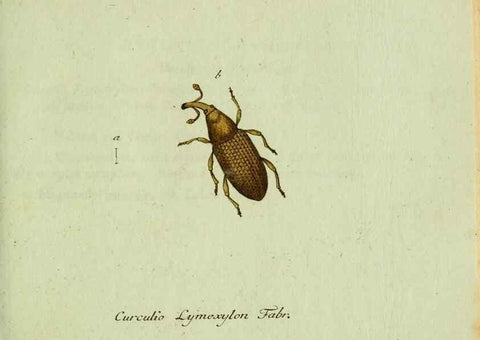 Reproducción/Reproduction 36204322802: Favnae insectorvm Germanicae initia, oder, Deutschlands Insecten /. Nürnberg :In den Felseckerschen Buchhandlung,1796-1813.