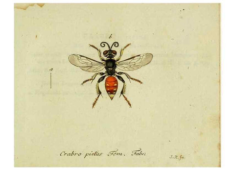 Reproducción/Reproduction 36327774866: Favnae insectorvm Germanicae initia, oder, Deutschlands Insecten /. Nürnberg :In den Felseckerschen Buchhandlung,1796-1813.