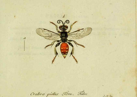 Reproducción/Reproduction 36327774866: Favnae insectorvm Germanicae initia, oder, Deutschlands Insecten /. Nürnberg :In den Felseckerschen Buchhandlung,1796-1813.