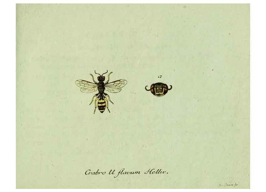 Reproducción/Reproduction 36235862081: Favnae insectorvm Germanicae initia, oder, Deutschlands Insecten /. Nürnberg :In den Felseckerschen Buchhandlung,1796-1813.