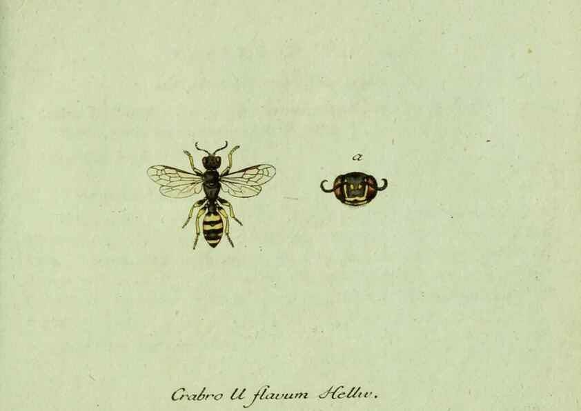 Reproducción/Reproduction 36235862081: Favnae insectorvm Germanicae initia, oder, Deutschlands Insecten /. Nürnberg :In den Felseckerschen Buchhandlung,1796-1813.