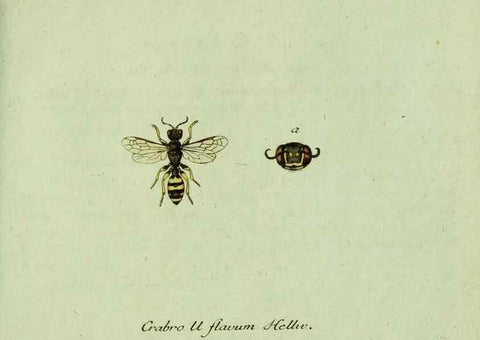 Reproducción/Reproduction 36235862081: Favnae insectorvm Germanicae initia, oder, Deutschlands Insecten /. Nürnberg :In den Felseckerschen Buchhandlung,1796-1813.