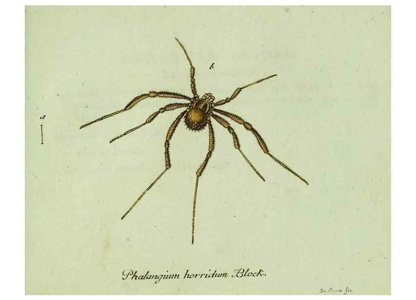 Reproducción/Reproduction 35975714060: Favnae insectorvm Germanicae initia, oder, Deutschlands Insecten /. Nürnberg :In den Felseckerschen Buchhandlung,1796-1813.