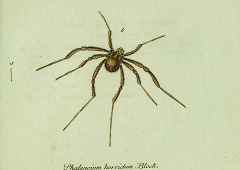 Reproducción/Reproduction 35975714060: Favnae insectorvm Germanicae initia, oder, Deutschlands Insecten /. Nürnberg :In den Felseckerschen Buchhandlung,1796-1813.