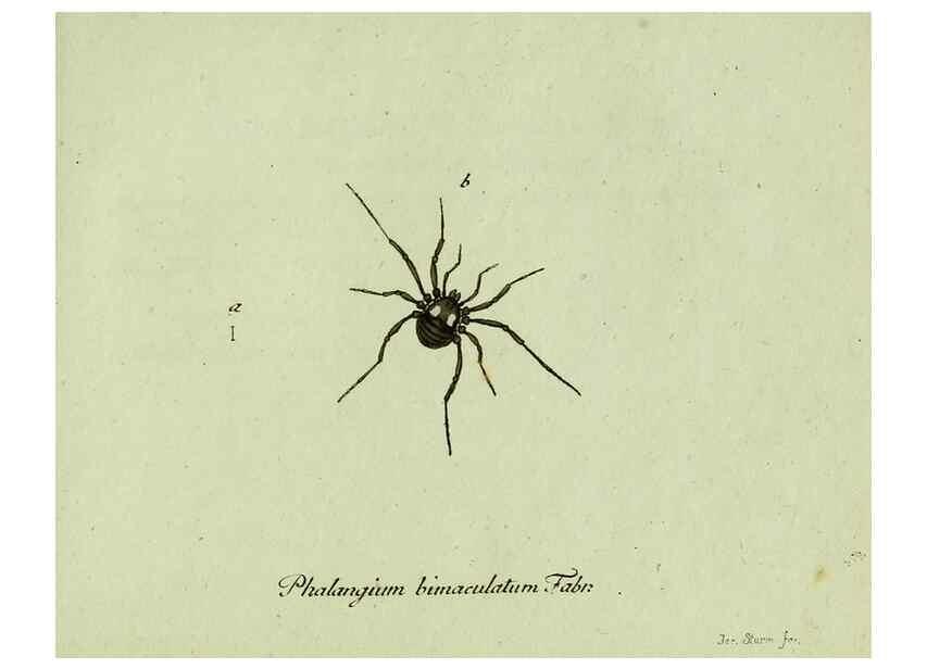 Reproducción/Reproduction 35975715770: Favnae insectorvm Germanicae initia, oder, Deutschlands Insecten /. Nürnberg :In den Felseckerschen Buchhandlung,1796-1813.