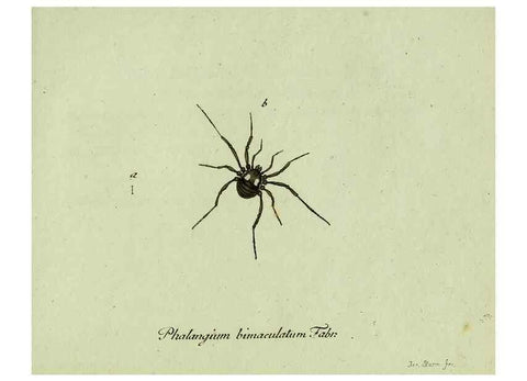 Reproducción/Reproduction 35975715770: Favnae insectorvm Germanicae initia, oder, Deutschlands Insecten /. Nürnberg :In den Felseckerschen Buchhandlung,1796-1813.