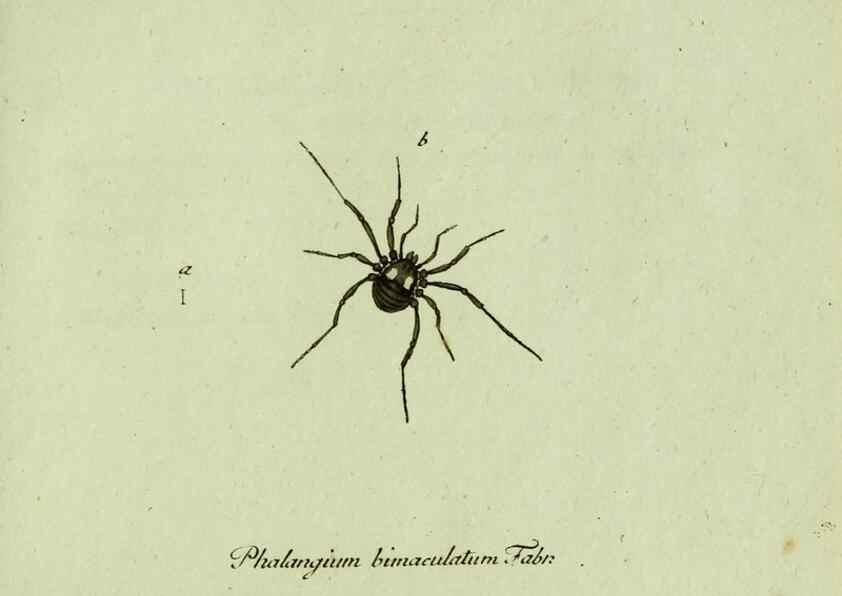 Reproducción/Reproduction 35975715770: Favnae insectorvm Germanicae initia, oder, Deutschlands Insecten /. Nürnberg :In den Felseckerschen Buchhandlung,1796-1813.