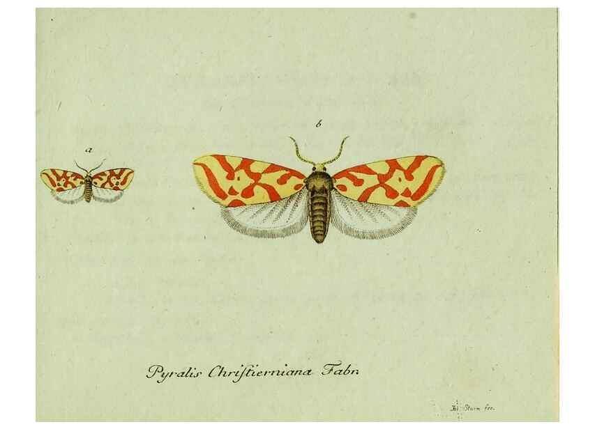 Reproducción/Reproduction 35564181583: Favnae insectorvm Germanicae initia, oder, Deutschlands Insecten /. Nürnberg :In den Felseckerschen Buchhandlung,1796-1813.