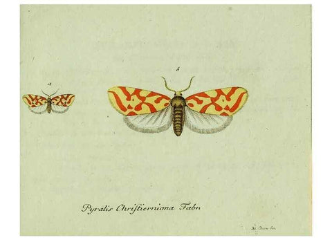 Reproducción/Reproduction 35564181583: Favnae insectorvm Germanicae initia, oder, Deutschlands Insecten /. Nürnberg :In den Felseckerschen Buchhandlung,1796-1813.