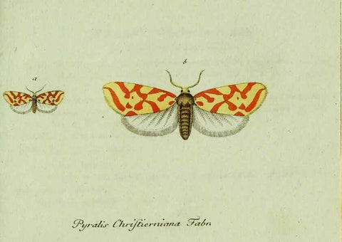 Reproducción/Reproduction 35564181583: Favnae insectorvm Germanicae initia, oder, Deutschlands Insecten /. Nürnberg :In den Felseckerschen Buchhandlung,1796-1813.