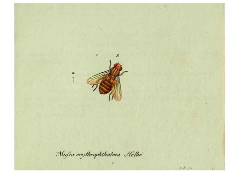 Reproducción/Reproduction 35564183383: Favnae insectorvm Germanicae initia, oder, Deutschlands Insecten /. Nürnberg :In den Felseckerschen Buchhandlung,1796-1813.