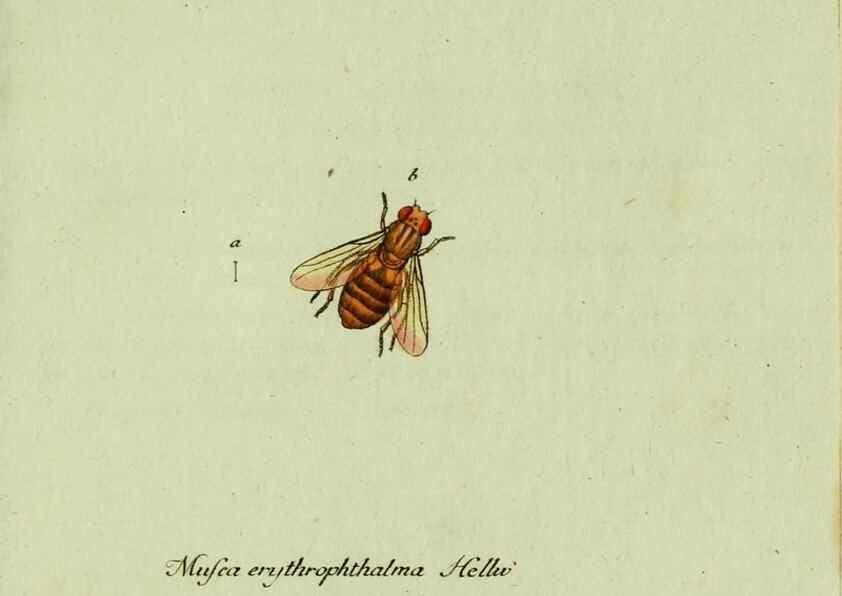 Reproducción/Reproduction 35564183383: Favnae insectorvm Germanicae initia, oder, Deutschlands Insecten /. Nürnberg :In den Felseckerschen Buchhandlung,1796-1813.