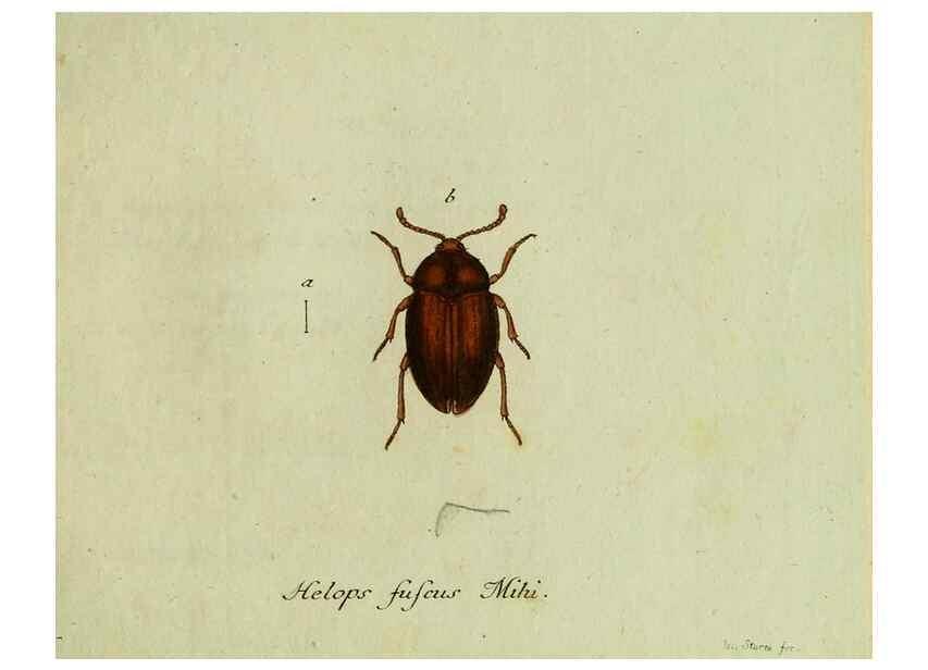 Reproducción/Reproduction 35564185123: Favnae insectorvm Germanicae initia, oder, Deutschlands Insecten /. Nürnberg :In den Felseckerschen Buchhandlung,1796-1813.