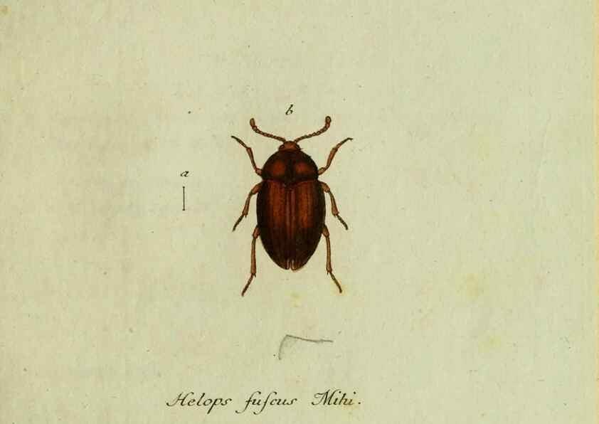 Reproducción/Reproduction 35564185123: Favnae insectorvm Germanicae initia, oder, Deutschlands Insecten /. Nürnberg :In den Felseckerschen Buchhandlung,1796-1813.