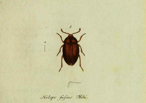 Reproducción/Reproduction 35564185123: Favnae insectorvm Germanicae initia, oder, Deutschlands Insecten /. Nürnberg :In den Felseckerschen Buchhandlung,1796-1813.