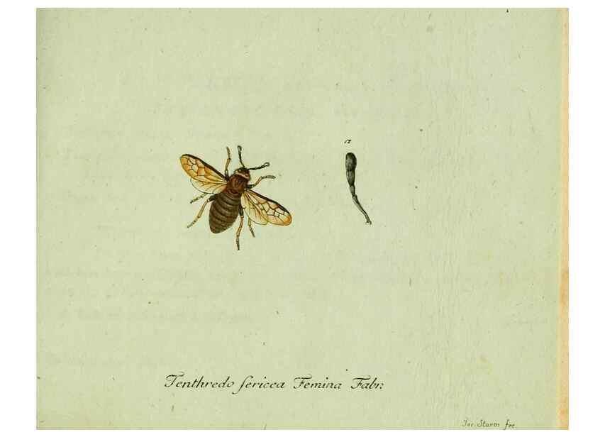 Reproducción/Reproduction 36235856341: Favnae insectorvm Germanicae initia, oder, Deutschlands Insecten /. Nürnberg :In den Felseckerschen Buchhandlung,1796-1813.