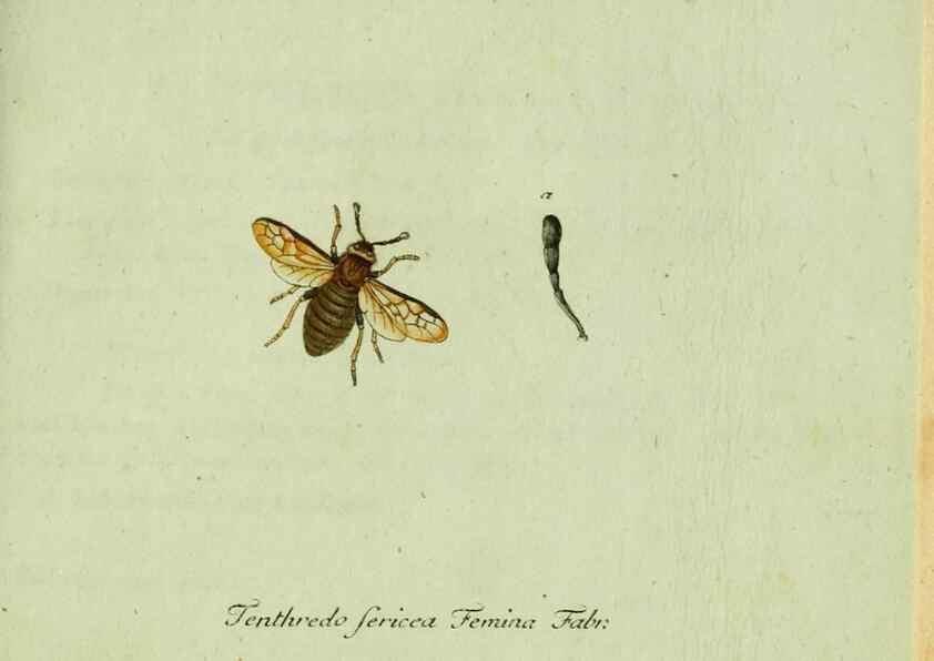 Reproducción/Reproduction 36235856341: Favnae insectorvm Germanicae initia, oder, Deutschlands Insecten /. Nürnberg :In den Felseckerschen Buchhandlung,1796-1813.