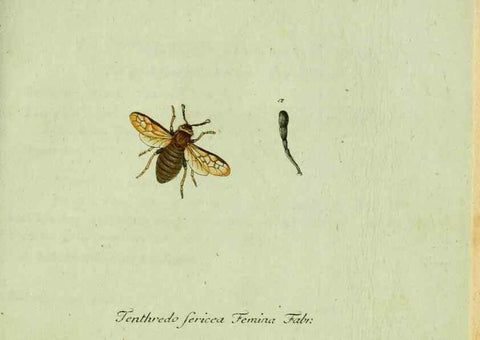 Reproducción/Reproduction 36235856341: Favnae insectorvm Germanicae initia, oder, Deutschlands Insecten /. Nürnberg :In den Felseckerschen Buchhandlung,1796-1813.
