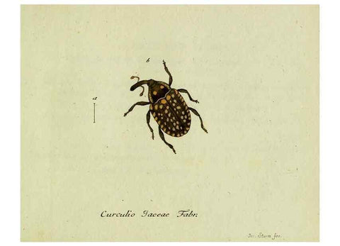 Reproducción/Reproduction 35564186613: Favnae insectorvm Germanicae initia, oder, Deutschlands Insecten /. Nürnberg :In den Felseckerschen Buchhandlung,1796-1813.