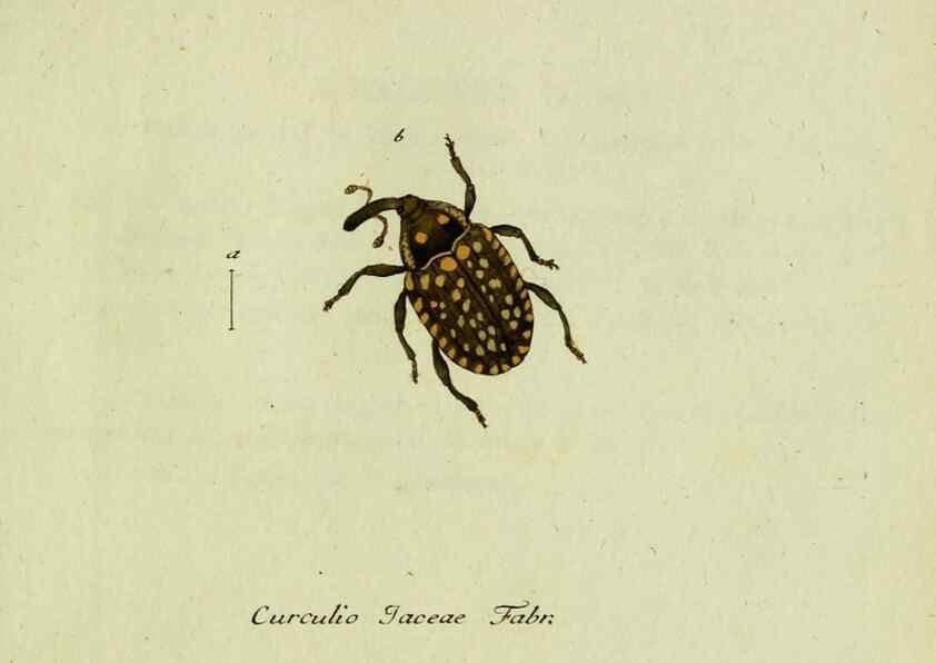 Reproducción/Reproduction 35564186613: Favnae insectorvm Germanicae initia, oder, Deutschlands Insecten /. Nürnberg :In den Felseckerschen Buchhandlung,1796-1813.