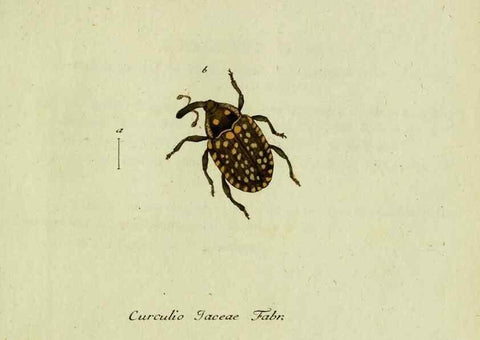 Reproducción/Reproduction 35564186613: Favnae insectorvm Germanicae initia, oder, Deutschlands Insecten /. Nürnberg :In den Felseckerschen Buchhandlung,1796-1813.