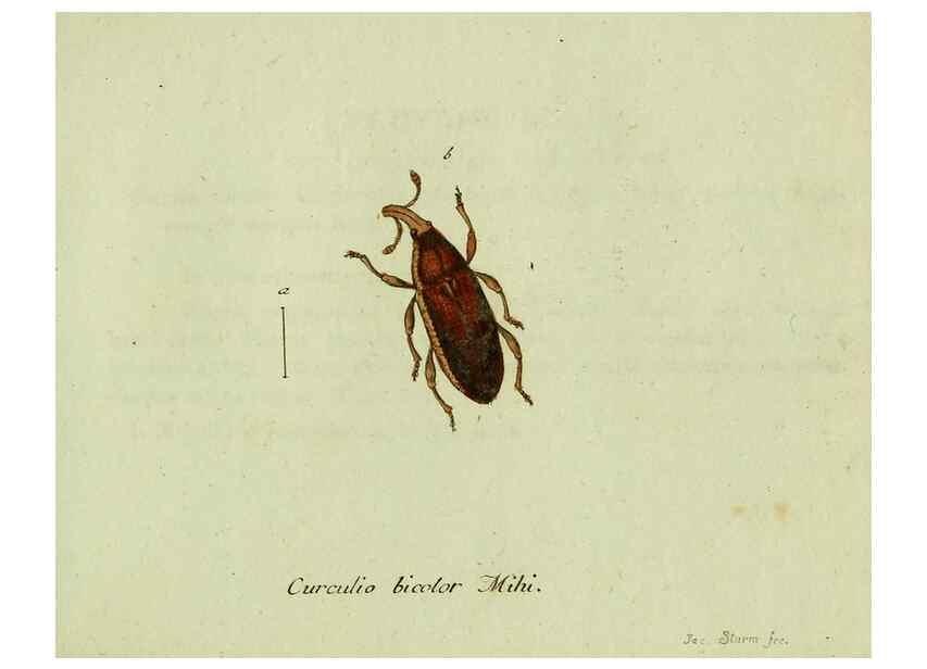 Reproducción/Reproduction 35564190393: Favnae insectorvm Germanicae initia, oder, Deutschlands Insecten /. Nürnberg :In den Felseckerschen Buchhandlung,1796-1813.