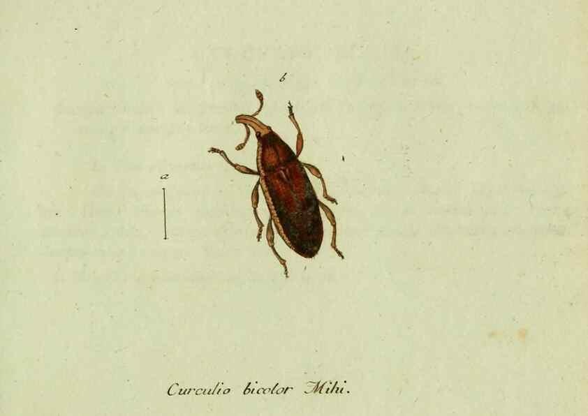 Reproducción/Reproduction 35564190393: Favnae insectorvm Germanicae initia, oder, Deutschlands Insecten /. Nürnberg :In den Felseckerschen Buchhandlung,1796-1813.