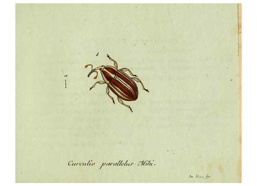 Reproducción/Reproduction 36235875771: Favnae insectorvm Germanicae initia, oder, Deutschlands Insecten /. Nürnberg :In den Felseckerschen Buchhandlung,1796-1813.