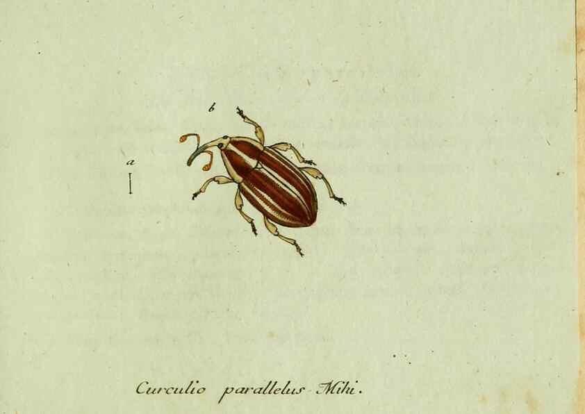 Reproducción/Reproduction 36235875771: Favnae insectorvm Germanicae initia, oder, Deutschlands Insecten /. Nürnberg :In den Felseckerschen Buchhandlung,1796-1813.