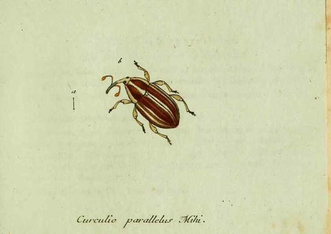 Reproducción/Reproduction 36235875771: Favnae insectorvm Germanicae initia, oder, Deutschlands Insecten /. Nürnberg :In den Felseckerschen Buchhandlung,1796-1813.