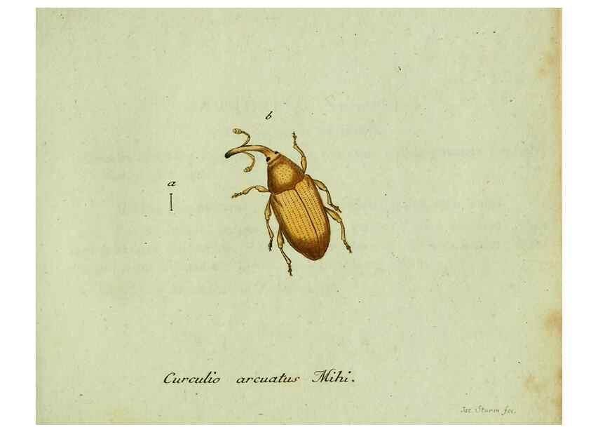 Reproducción/Reproduction 35975726970: Favnae insectorvm Germanicae initia, oder, Deutschlands Insecten /. Nürnberg :In den Felseckerschen Buchhandlung,1796-1813.