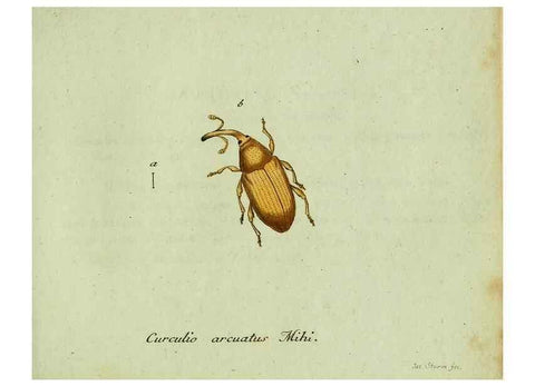 Reproducción/Reproduction 35975726970: Favnae insectorvm Germanicae initia, oder, Deutschlands Insecten /. Nürnberg :In den Felseckerschen Buchhandlung,1796-1813.