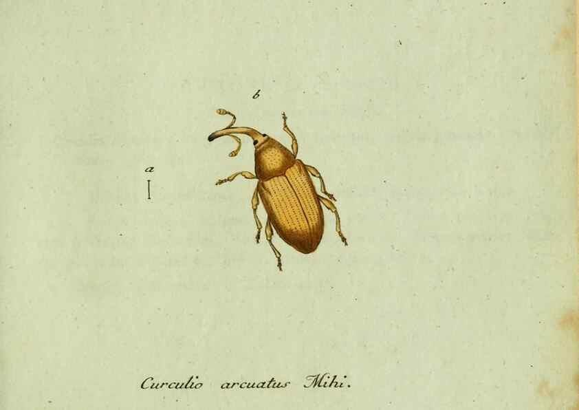 Reproducción/Reproduction 35975726970: Favnae insectorvm Germanicae initia, oder, Deutschlands Insecten /. Nürnberg :In den Felseckerschen Buchhandlung,1796-1813.