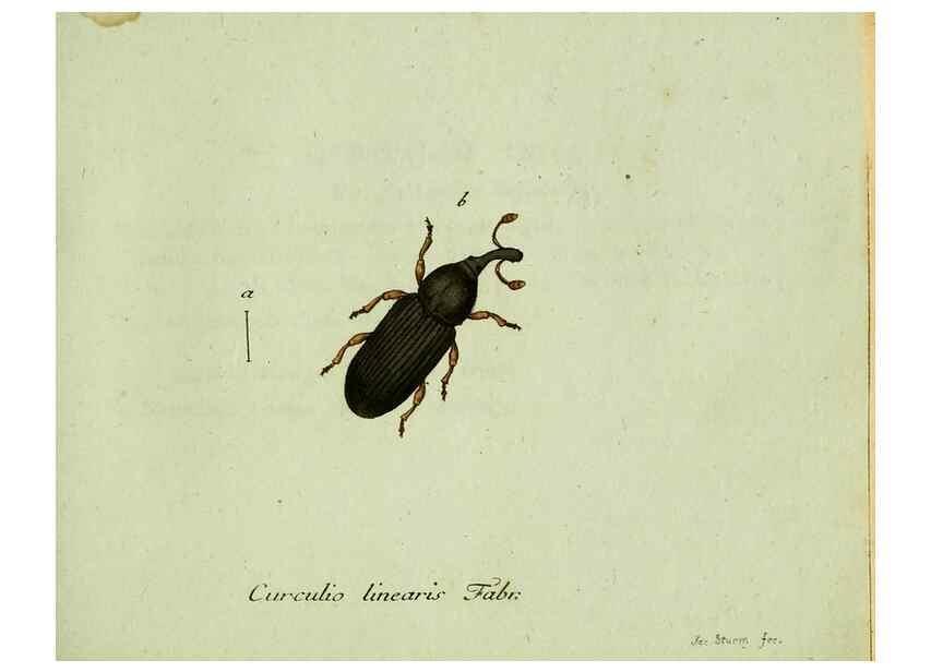 Reproducción/Reproduction 35975729310: Favnae insectorvm Germanicae initia, oder, Deutschlands Insecten /. Nürnberg :In den Felseckerschen Buchhandlung,1796-1813.