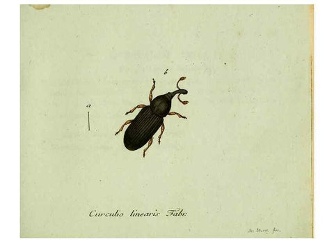 Reproducción/Reproduction 35975729310: Favnae insectorvm Germanicae initia, oder, Deutschlands Insecten /. Nürnberg :In den Felseckerschen Buchhandlung,1796-1813.