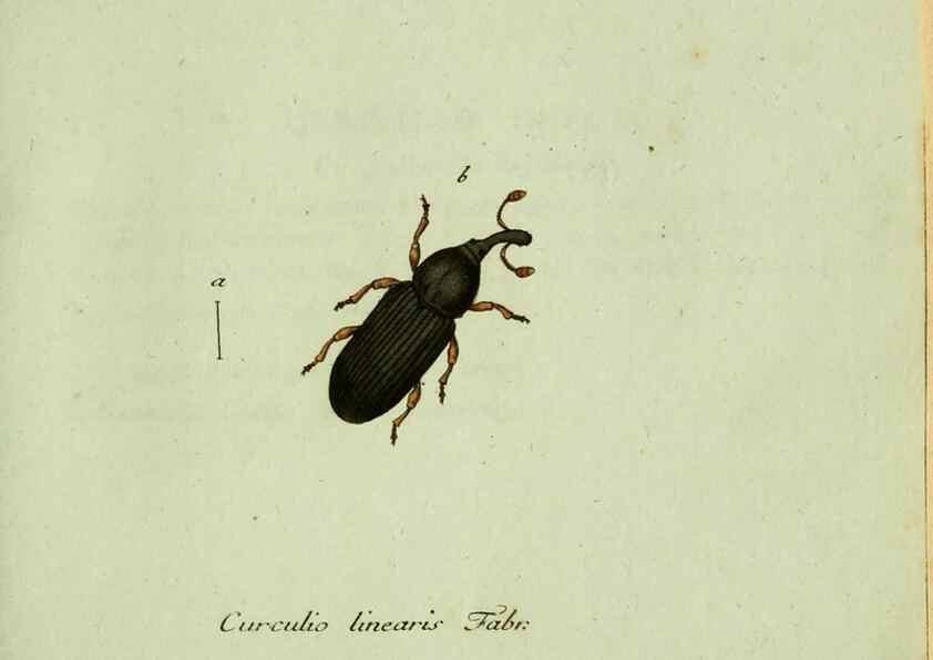 Reproducción/Reproduction 35975729310: Favnae insectorvm Germanicae initia, oder, Deutschlands Insecten /. Nürnberg :In den Felseckerschen Buchhandlung,1796-1813.