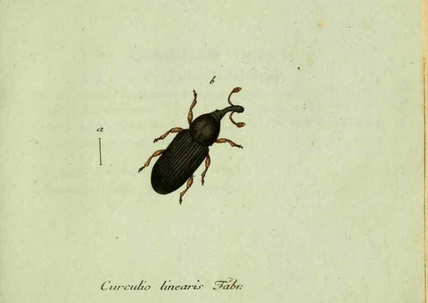 Reproducción/Reproduction 35975729310: Favnae insectorvm Germanicae initia, oder, Deutschlands Insecten /. Nürnberg :In den Felseckerschen Buchhandlung,1796-1813.
