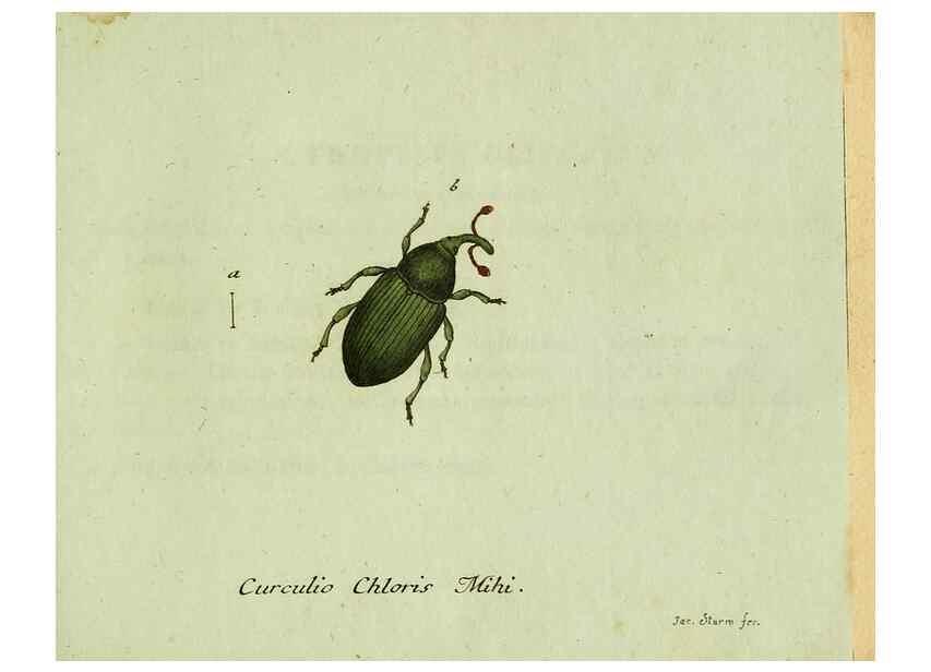 Reproducción/Reproduction 35975731970: Favnae insectorvm Germanicae initia, oder, Deutschlands Insecten /. Nürnberg :In den Felseckerschen Buchhandlung,1796-1813.