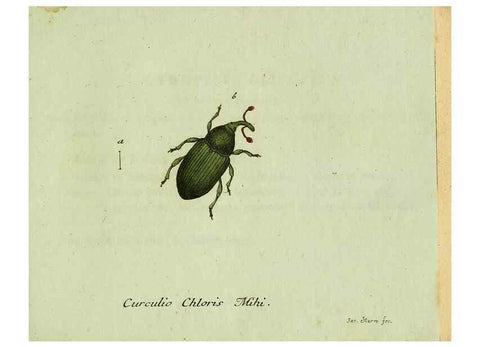 Reproducción/Reproduction 35975731970: Favnae insectorvm Germanicae initia, oder, Deutschlands Insecten /. Nürnberg :In den Felseckerschen Buchhandlung,1796-1813.