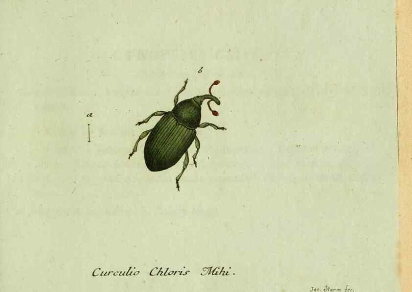 Reproducción/Reproduction 35975731970: Favnae insectorvm Germanicae initia, oder, Deutschlands Insecten /. Nürnberg :In den Felseckerschen Buchhandlung,1796-1813.