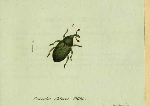 Reproducción/Reproduction 35975731970: Favnae insectorvm Germanicae initia, oder, Deutschlands Insecten /. Nürnberg :In den Felseckerschen Buchhandlung,1796-1813.
