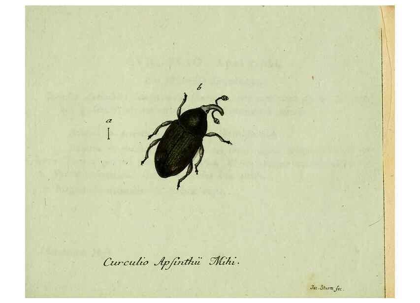 Reproducción/Reproduction 36204318822: Favnae insectorvm Germanicae initia, oder, Deutschlands Insecten /. Nürnberg :In den Felseckerschen Buchhandlung,1796-1813.
