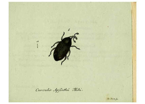 Reproducción/Reproduction 36204318822: Favnae insectorvm Germanicae initia, oder, Deutschlands Insecten /. Nürnberg :In den Felseckerschen Buchhandlung,1796-1813.