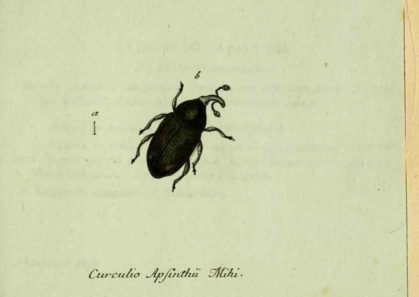 Reproducción/Reproduction 36204318822: Favnae insectorvm Germanicae initia, oder, Deutschlands Insecten /. Nürnberg :In den Felseckerschen Buchhandlung,1796-1813.