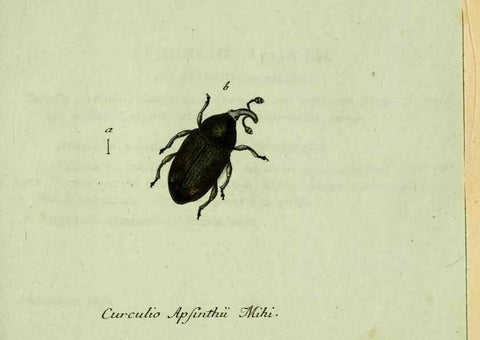 Reproducción/Reproduction 36204318822: Favnae insectorvm Germanicae initia, oder, Deutschlands Insecten /. Nürnberg :In den Felseckerschen Buchhandlung,1796-1813.