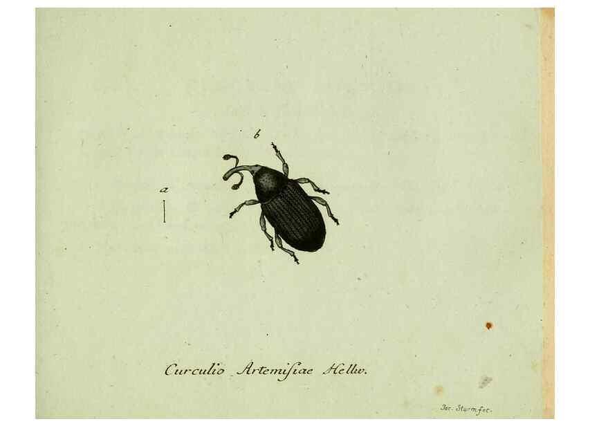 Reproducción/Reproduction 36204320752: Favnae insectorvm Germanicae initia, oder, Deutschlands Insecten /. Nürnberg :In den Felseckerschen Buchhandlung,1796-1813.