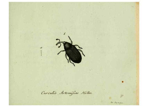 Reproducción/Reproduction 36204320752: Favnae insectorvm Germanicae initia, oder, Deutschlands Insecten /. Nürnberg :In den Felseckerschen Buchhandlung,1796-1813.