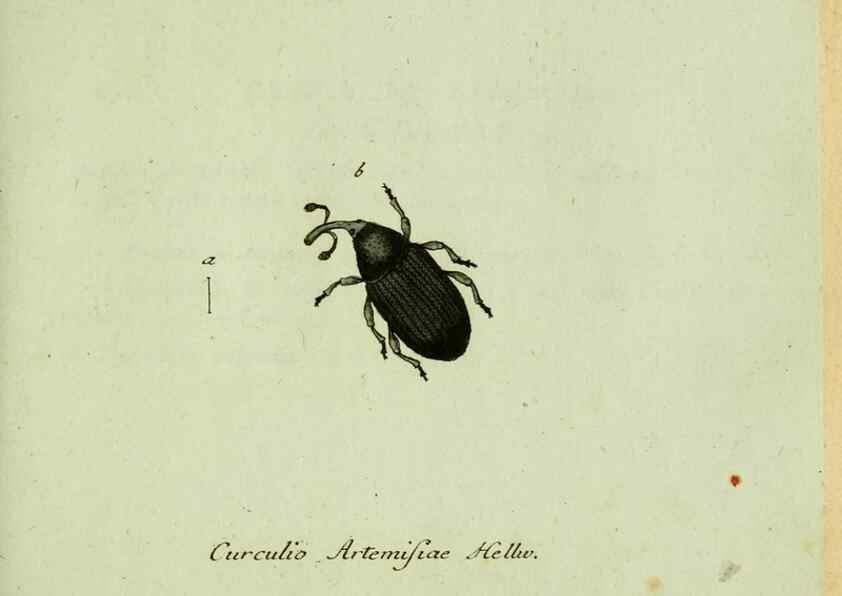 Reproducción/Reproduction 36204320752: Favnae insectorvm Germanicae initia, oder, Deutschlands Insecten /. Nürnberg :In den Felseckerschen Buchhandlung,1796-1813.