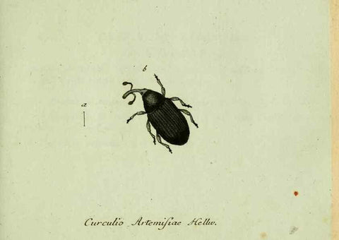 Reproducción/Reproduction 36204320752: Favnae insectorvm Germanicae initia, oder, Deutschlands Insecten /. Nürnberg :In den Felseckerschen Buchhandlung,1796-1813.